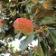 Southern magnolia