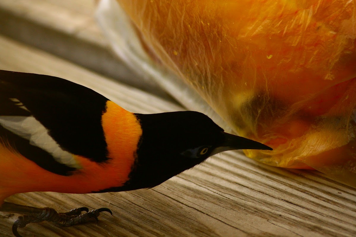 Icterus icterus