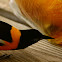 Icterus icterus