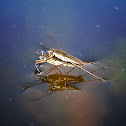 Water Striders mating
