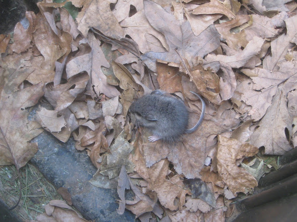 Spotting Image 1