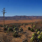 agave