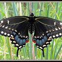 (Eastern) Black Swallowtail