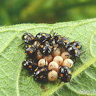 Stink bug nymphs