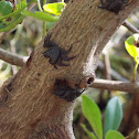 Mangrove Tree Crab