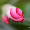 Adenium