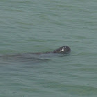 West Indian Manatee