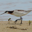 Wilson’s Phalarope (female)
