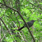 Grey Catbird