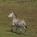 Burchell's Zebra