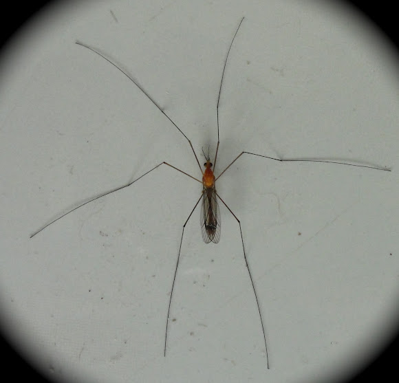 Spotting Image 1