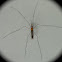 Crane Fly