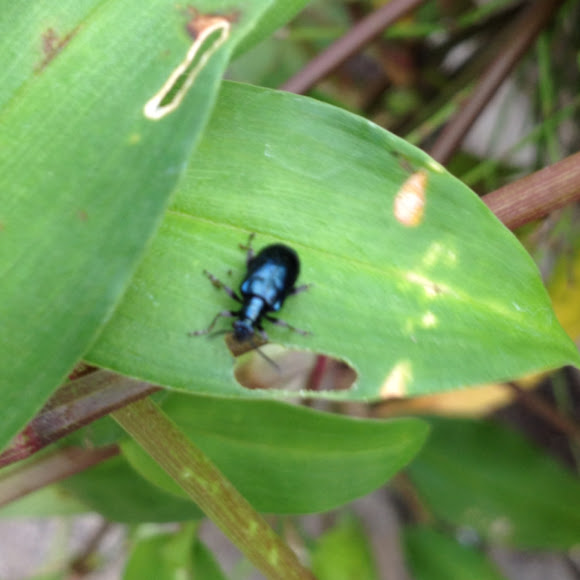 Spotting Image 1