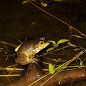 Amercan Bullfrog