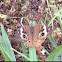 Common Buckeye
