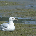 Glaucous-winged gull