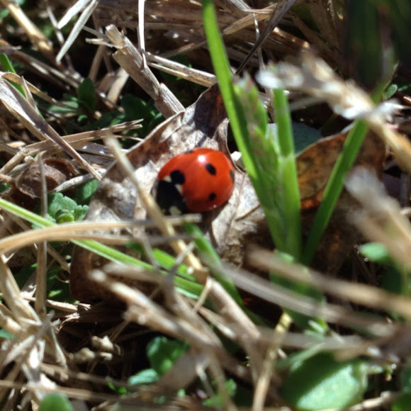 Spotting Image 1