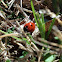Seven-spotted Lady Beetle
