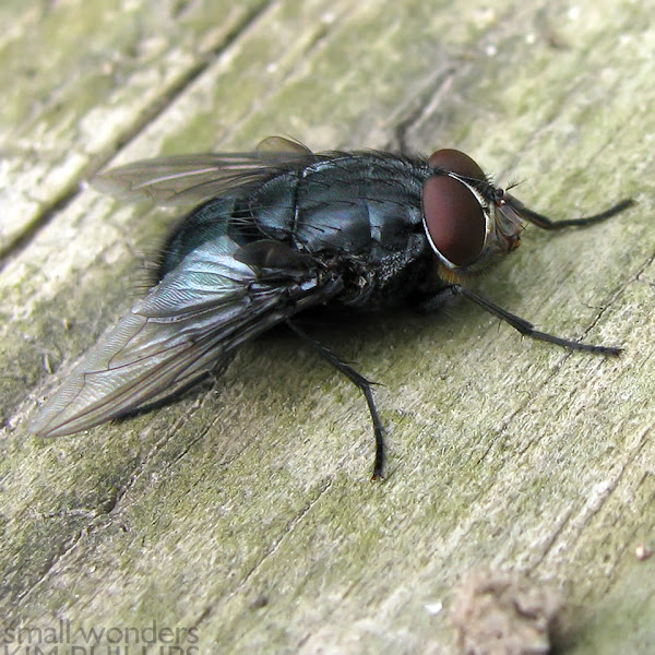 Blue Bottle Fly male Project Noah