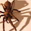 Australian Bird Eating Spider-Tarantula