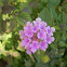 Lantana