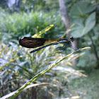 Damselfly