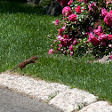 Eastern Chipmunk