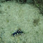 blue clam