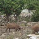 Cerdo