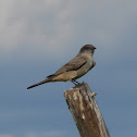 Say's Phoebe