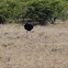 Ostrich