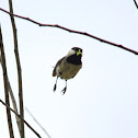 Carolina Chickadee