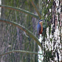The Eurasian Nuthatch