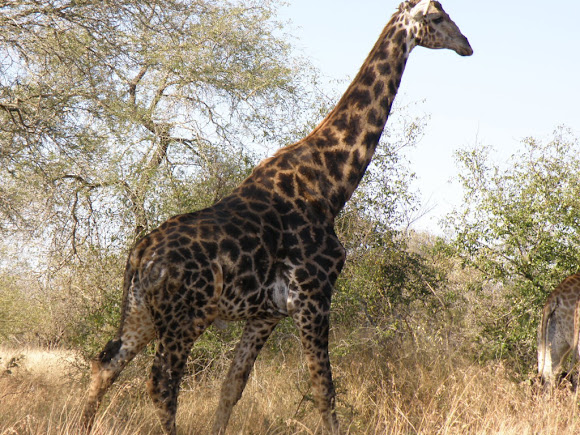 Spotting Image 1
