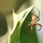 spider