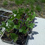 Local Variety Green Beans
