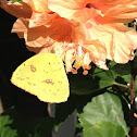 Cloud Sulphur Butterfly