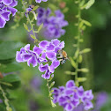 Blue Banded Bee
