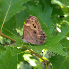 Northern Pearly-Eye