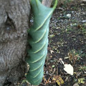 Waved sphinx (Ceratomia undulosa)
