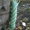 Waved sphinx (Ceratomia undulosa)