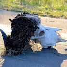 Buffalo Skull