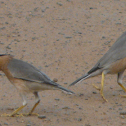 Brahminy myna