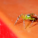 Jumping Spider