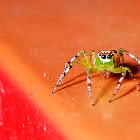 Jumping Spider