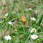 Fiery Skipper Butterfly male)