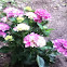 Hydrangea