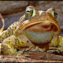 American toad x Fowler's Toad hybrid