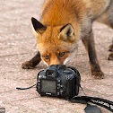 Red Fox