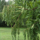 Dawn Redwood